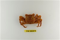 藏品(鱗形斜紋蟹)的圖片